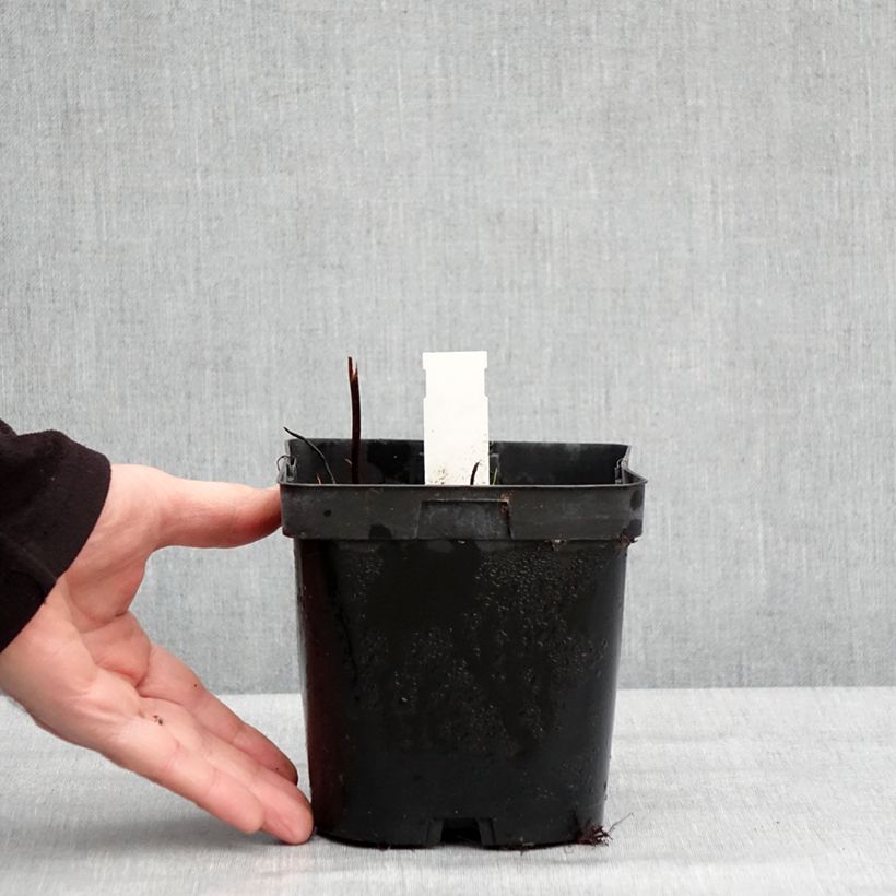 Darmera peltata Vaso da 2L/3L esemplare consegnato in inverno