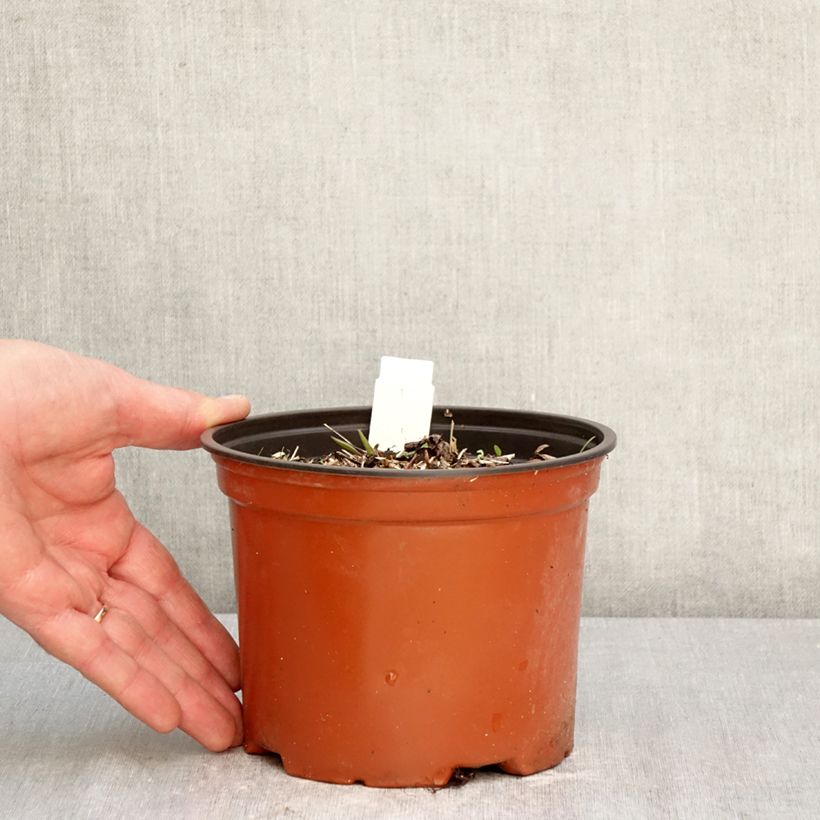 Darmera peltata Vaso da 2L/3L esemplare consegnato in primavera