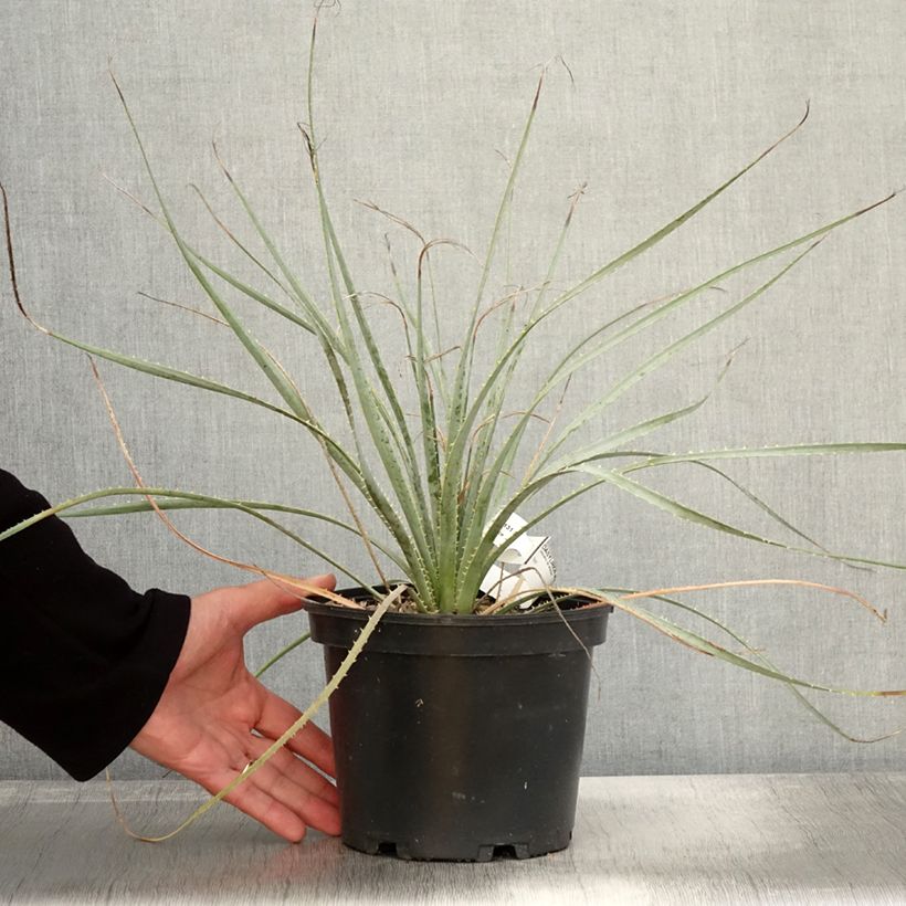 Esemplare di Dasylirion wheeleri Vaso da 3L/4L come consegnato in autunno