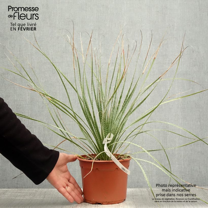 Dasylirion wheeleri Vaso da 3L/4L esemplare consegnato in inverno