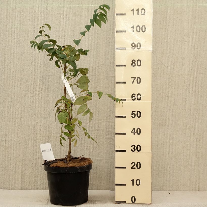 Esemplare di Decaisnea fargesii - Pianta dalle dita blu Vaso da 7,5L/10L come consegnato in autunno
