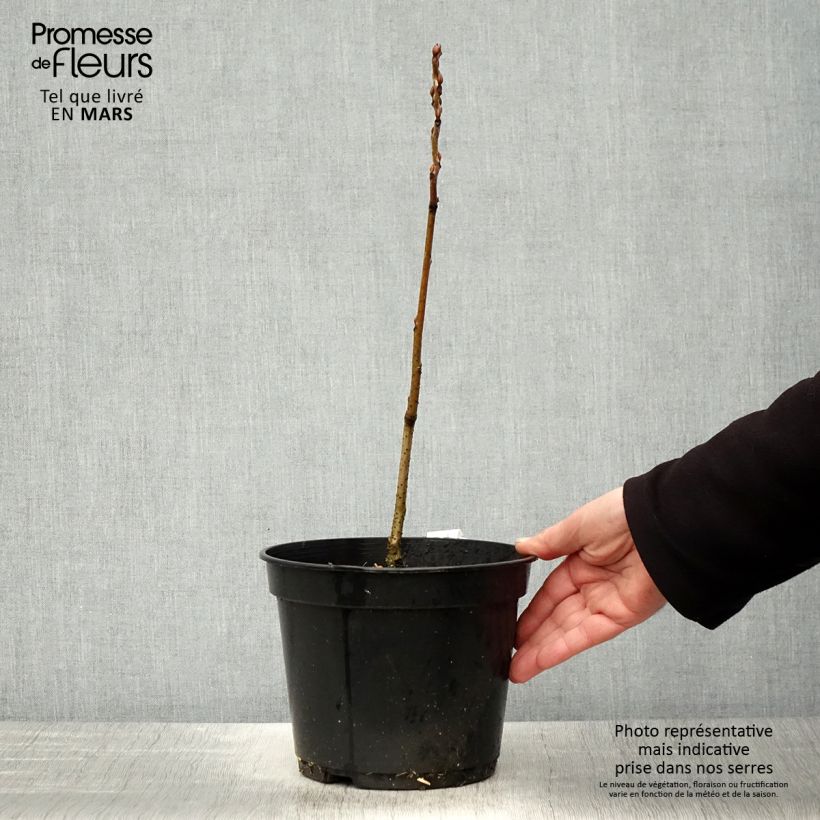 Decaisnea fargesii - Pianta dalle dita blu Vaso da 2L/3L esemplare consegnato in primavera