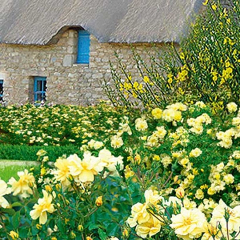 Rosa tappezzante Celina (NOAson) (Porto)