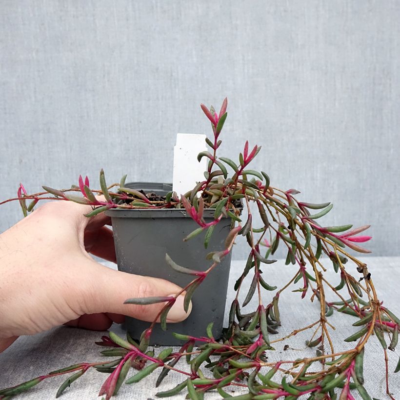 Delosperma Desert Dancers Purple Vasetto da 8/9 cm esemplare consegnato in inverno