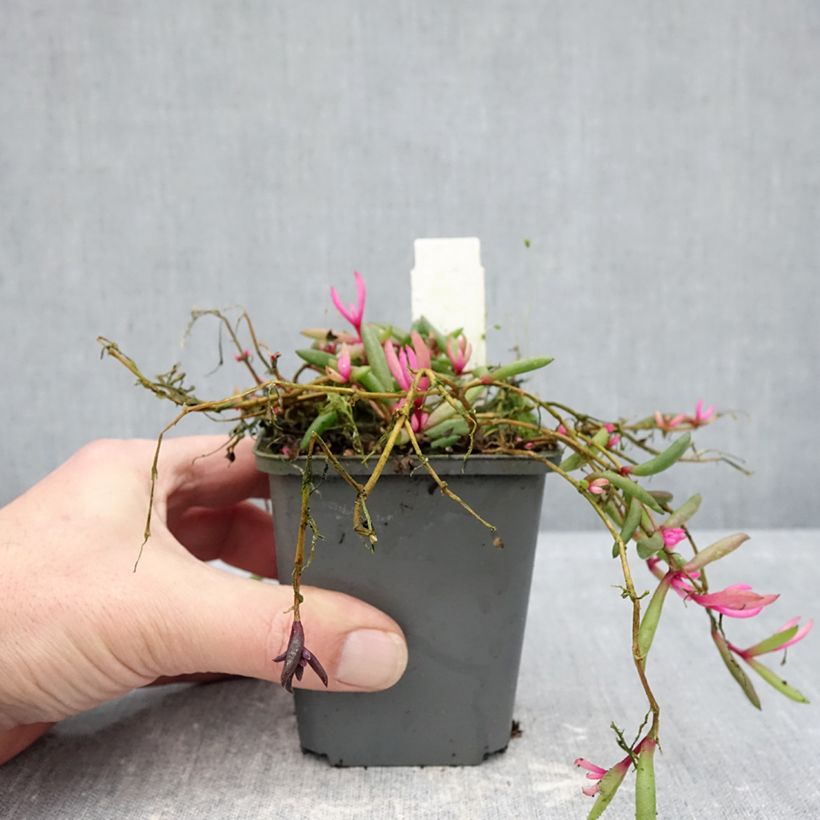 Delosperma Desert Dancers Red Vasetto da 8/9 cm esemplare consegnato in inverno