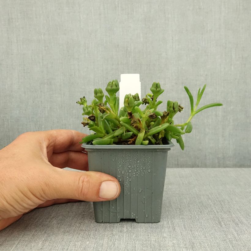 Esemplare di Delosperma Ocean Sunset Orange Glow Godet de 8/9 cm consegnato in estate