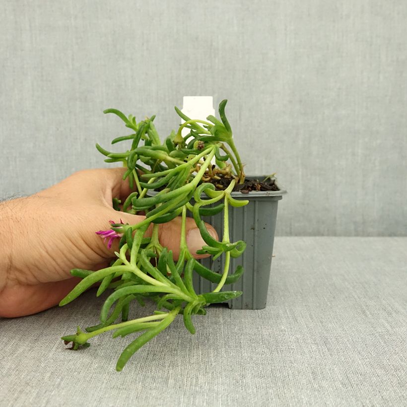 Esemplare di Delosperma Ocean Sunset Violet Godet de 8/9 cm consegnato in estate