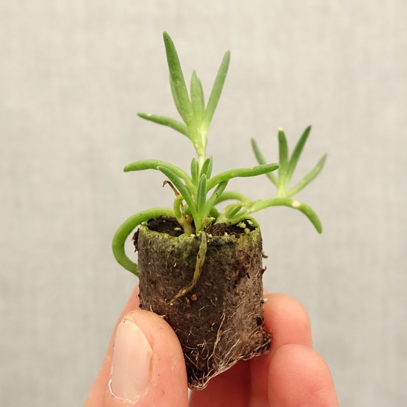 Delosperma gongestum (x) cooperi Royal Ranger White mini zolla... esemplare consegnato in primavera