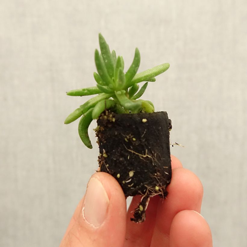 Delosperma congestum (x) cooperi Royal Ranger Yellow mini zolla... esemplare consegnato in primavera