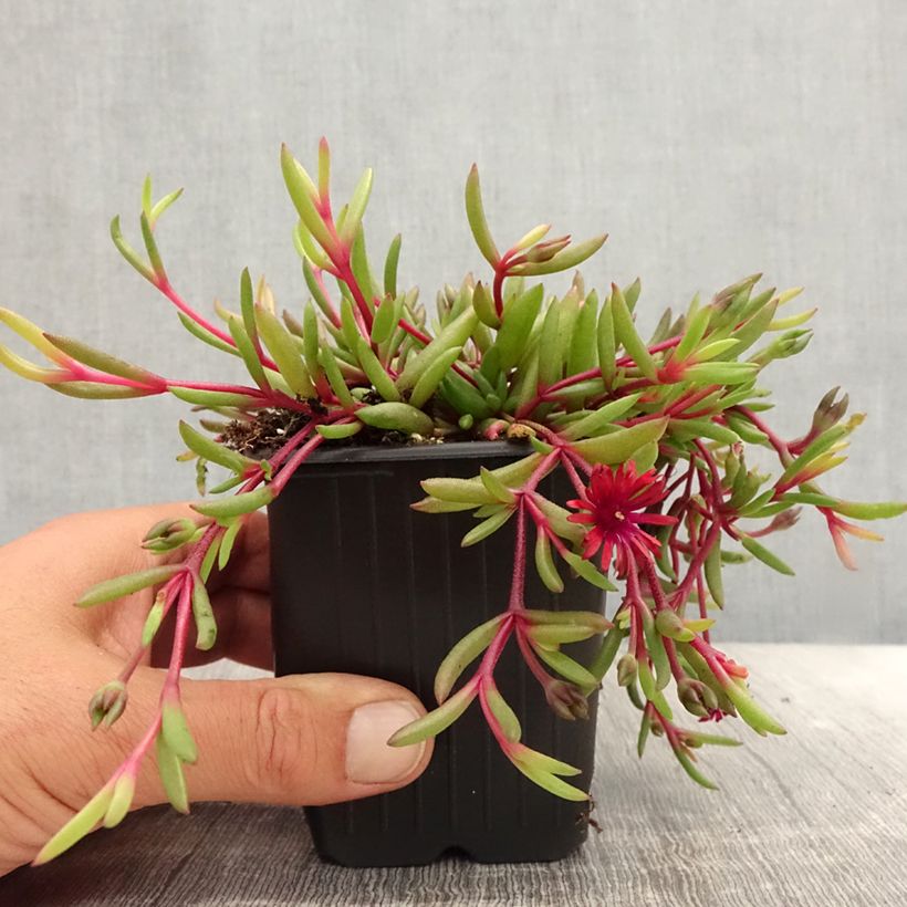 Esemplare di Delosperma Desert Dancers Red Vasetto da 8/9 cm consegnato in estate