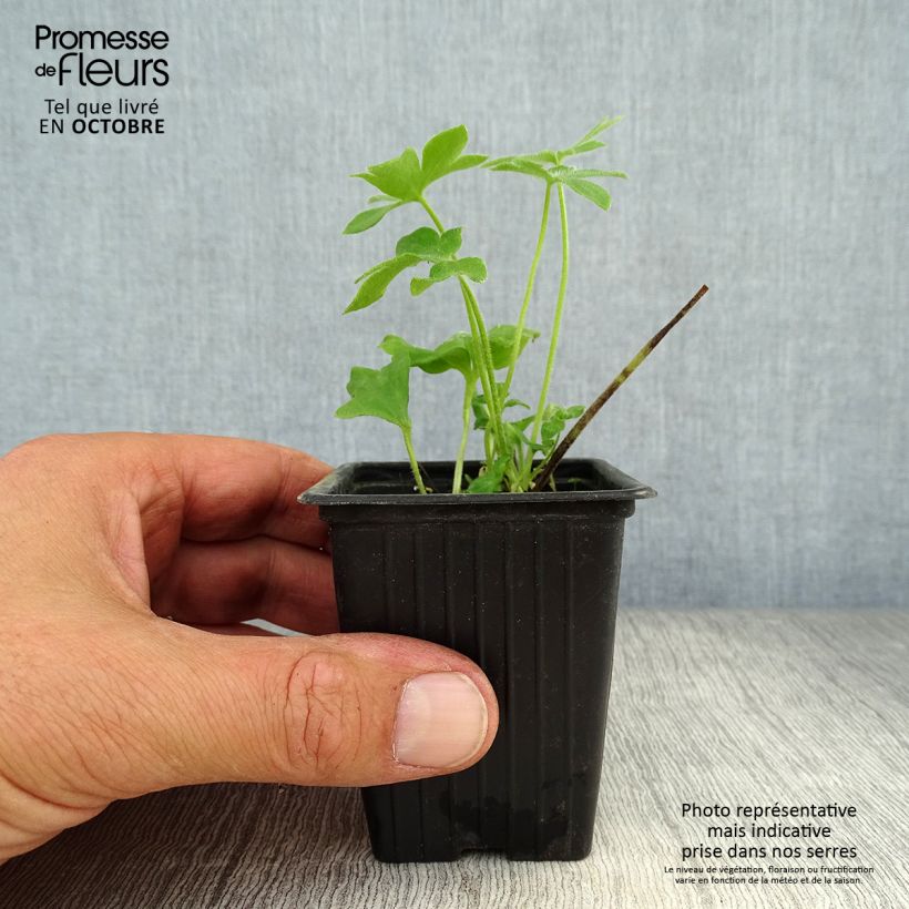 Esemplare di Delphinium belladona Casa Blanca - Speronella Vasetto da 7/8 cm come consegnato in autunno