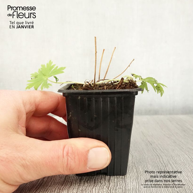 Delphinium belladona Casa Blanca - Speronella Vasetto da 7/8 cm esemplare consegnato in inverno