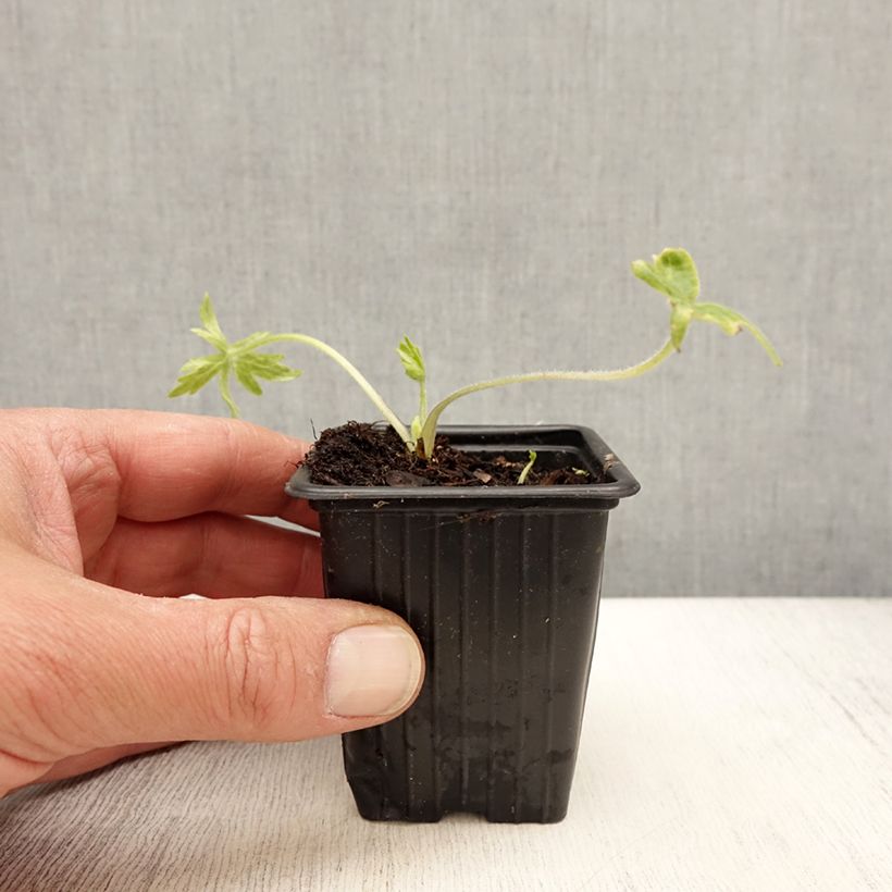 Delphinium belladona Casa Blanca - Speronella Vasetto da 7/8 cm esemplare consegnato in primavera