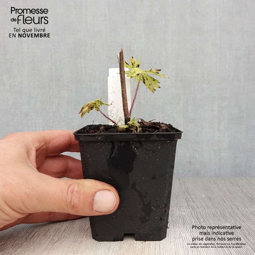 Esemplare di Delphinium belladona Delphinium belladonna Kleine Nachtmusik - Speronella Vasetto da 8/9 cm come consegnato in autunno