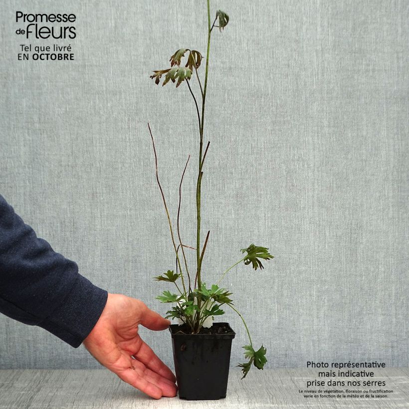 Esemplare di Delphinium belladona Piccolo - Speronella Vasetto da 8/9 cm come consegnato in autunno