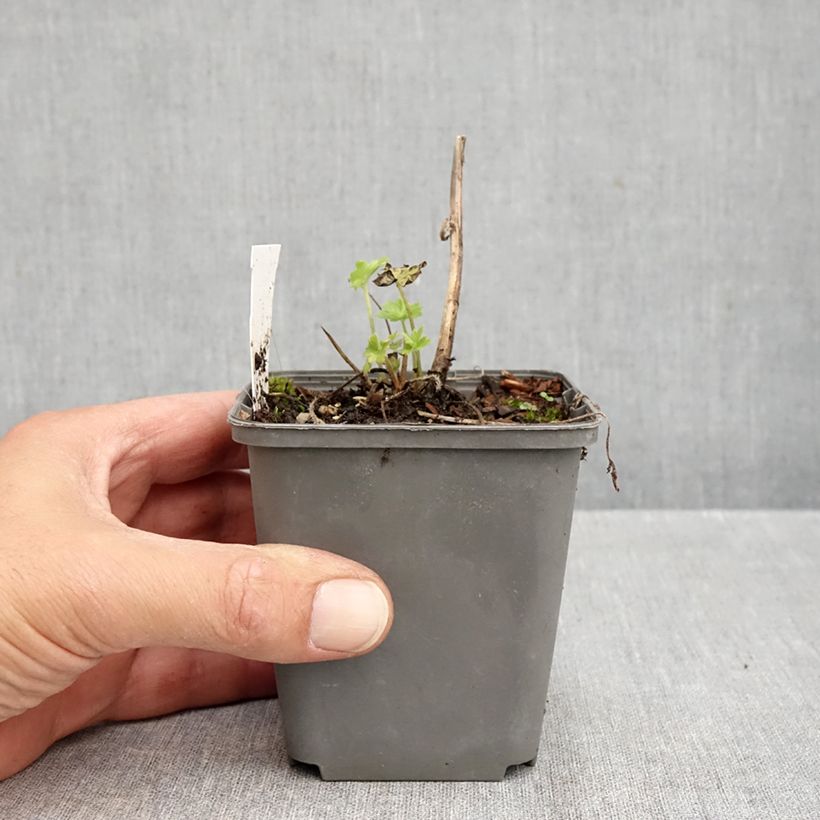 Esemplare di Delphinium Pacific-hybrid Magic Fountain Dark Blue-Black Bee - Speronella Vasetto da 8/9 cm come consegnato in autunno