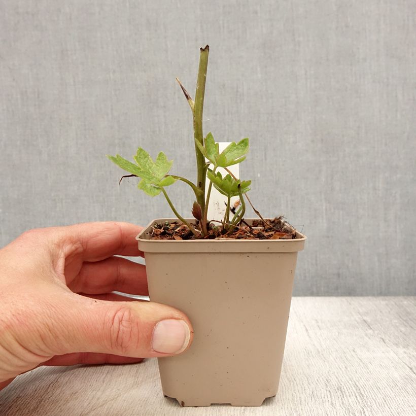 Delphinium Pacific-hybrid Magic Fountain Dark Blue-Black Bee - Speronella Vasetto da 8/9 cm esemplare consegnato in primavera