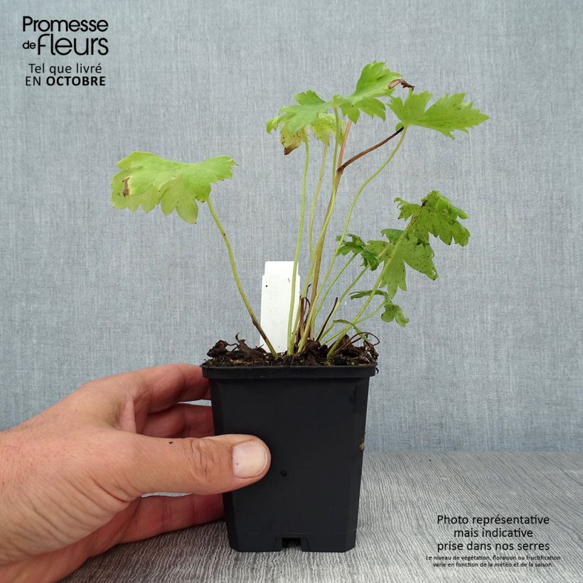 Esemplare di Delphinium Pacific-hybrid Magic Fountain Dark Blue-White Be - Speronella Vasetto da 8/9 cm come consegnato in autunno