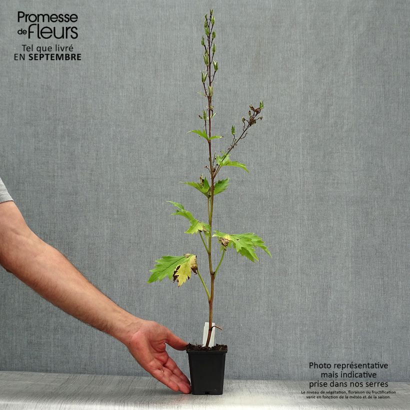 Esemplare di Delphinium Pacific-hybrid Deep Rose-White Bee - Speronella Vasetto da 8/9 cm come consegnato in autunno