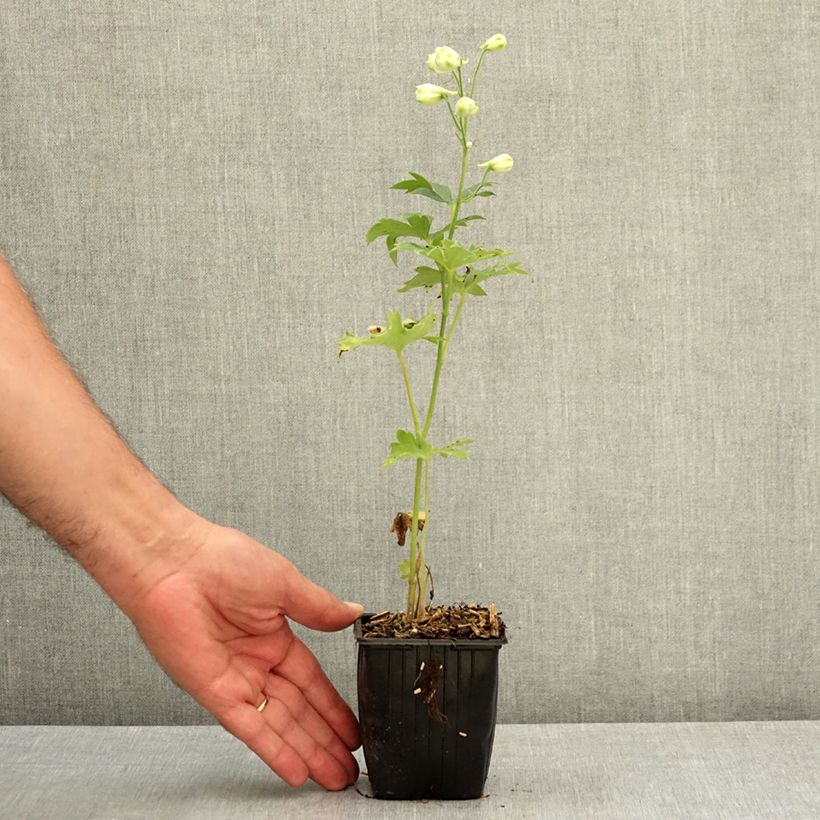 Esemplare di Delphinium elatum Double Innocence - Speronella elevata Vasetto da 8/9 cm consegnato in estate