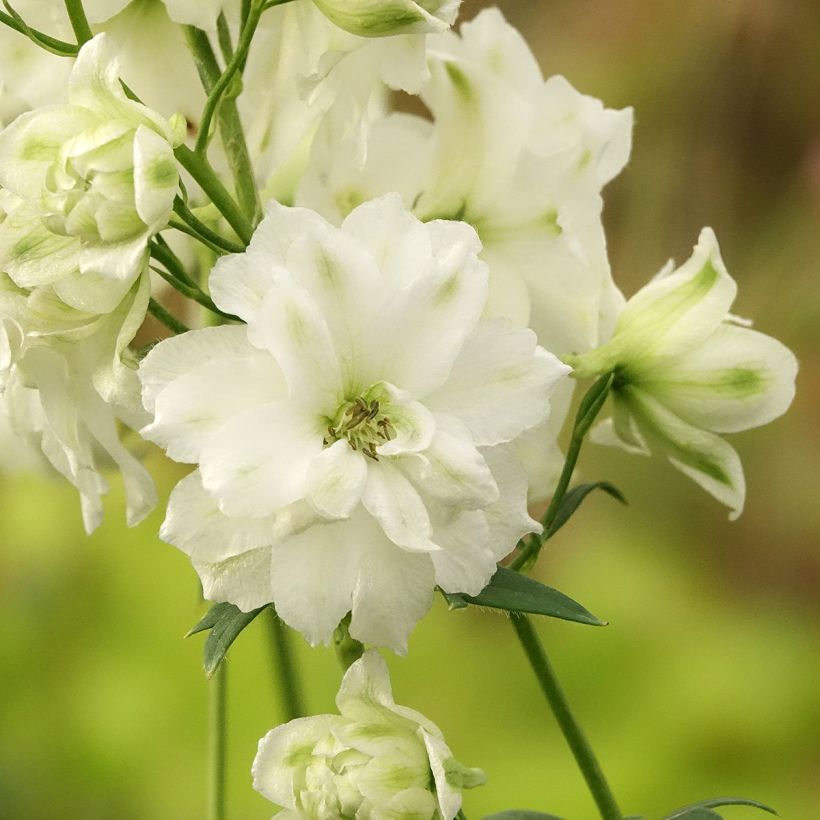 Delphinium elatum Double Innocence - Speronella elevata (Fioritura)