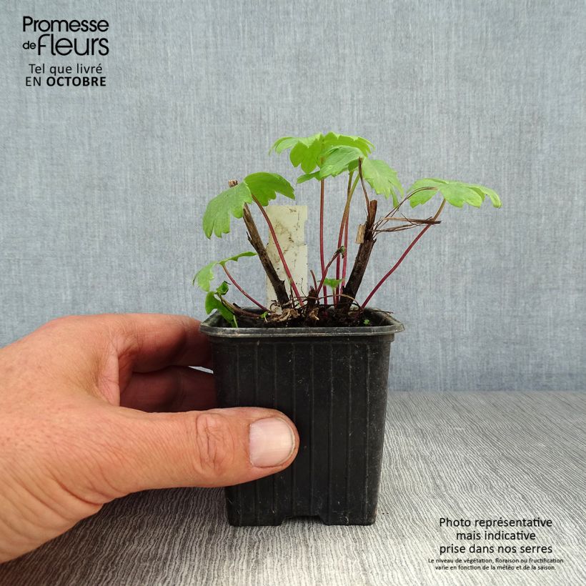 Esemplare di Delphinium elatum Highlander Bolero - Speronella elevata Vasetto da 8/9 cm come consegnato in autunno