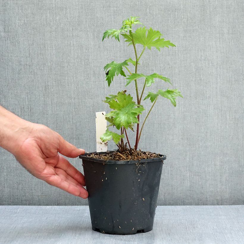 Esemplare di Delphinium elatum Highlander Bolero - Speronella elevata Vaso da 2L/3L consegnato in estate