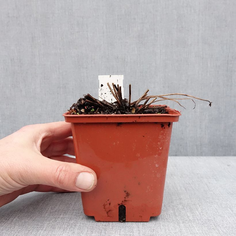 Delphinium elatum Highlander Cha Cha - Speronella elevata Vaso da 1L/1,5L esemplare consegnato in inverno