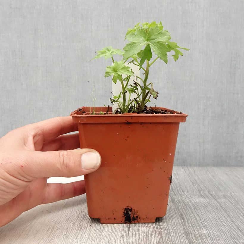 Delphinium elatum Highlander Cha Cha - Speronella elevata Vaso da 1L/1,5L esemplare consegnato in primavera