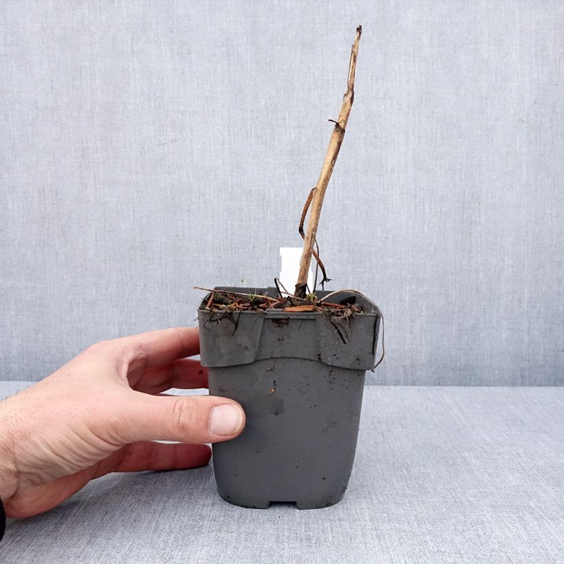 Delphinium elatum Highlander Samba - Speronella elevata Vasetto da 8/9 cm esemplare consegnato in inverno