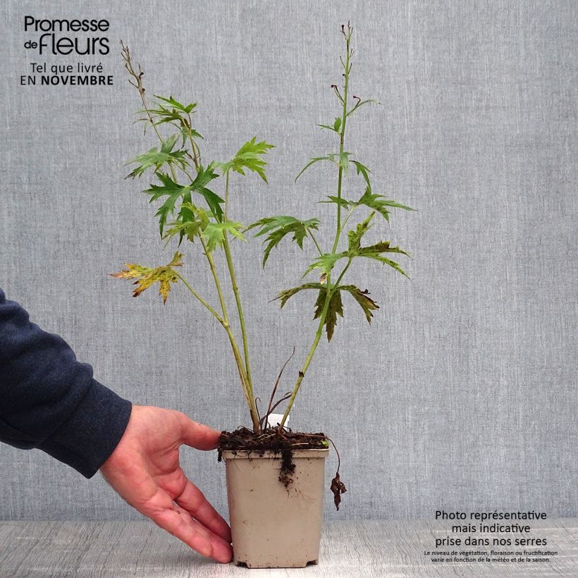 Esemplare di Delphinium elatum Highlander Sweet Sensation - Speronella elevata Vasetto da 8/9 cm come consegnato in autunno