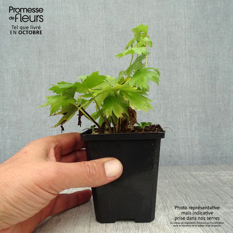 Esemplare di Delphinium Pacific-hybrid Astolat - Speronella Vasetto da 8/9 cm come consegnato in autunno