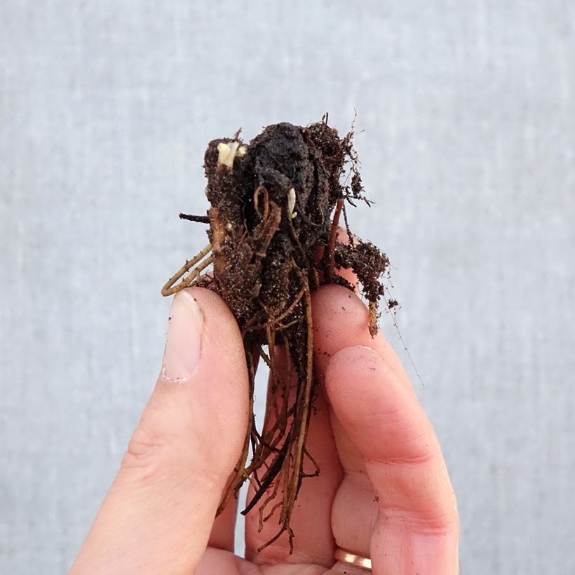 Delphinium Pacific-hybrid Astolat - Speronella Piante piccole a radice nuda esemplare consegnato in inverno