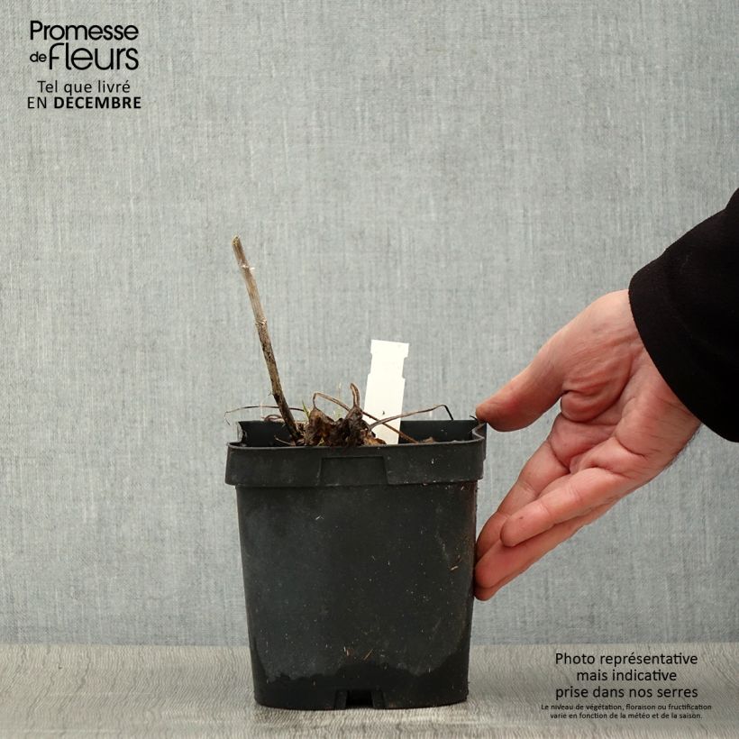 Esemplare di Delphinium Pacific-hybrid Black Knight - Speronella Vaso da 2L/3L come consegnato in autunno