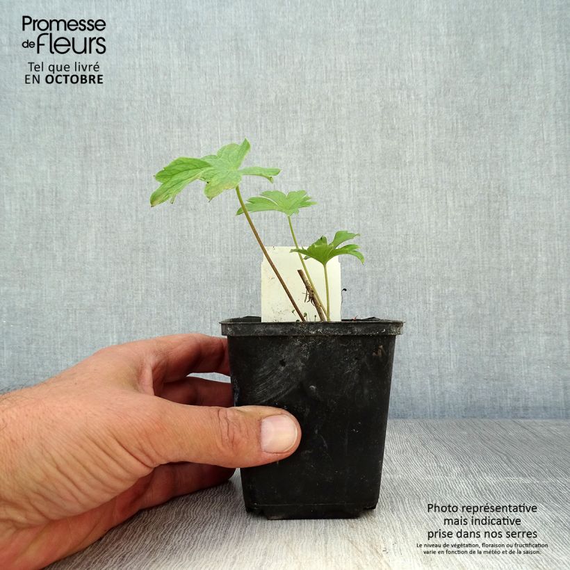 Esemplare di Delphinium Pacific-hybrid King Arthur - Speronella Vasetto da 7/8 cm come consegnato in autunno