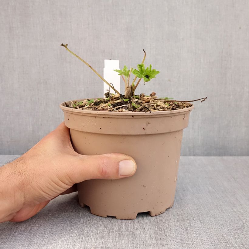 Esemplare di Delphinium Pacific-hybrid King Arthur - Speronella Vaso da 2L/3L come consegnato in autunno