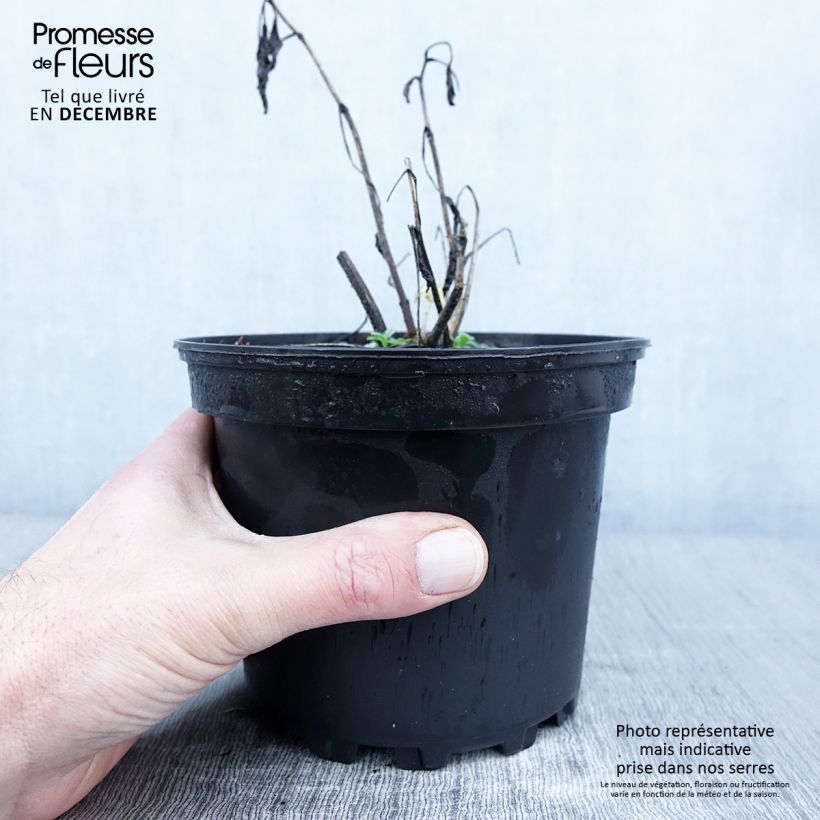 Esemplare di Delphinium Pacific-hybrid Summer Skies - Speronella Vaso da 2L/3L come consegnato in autunno
