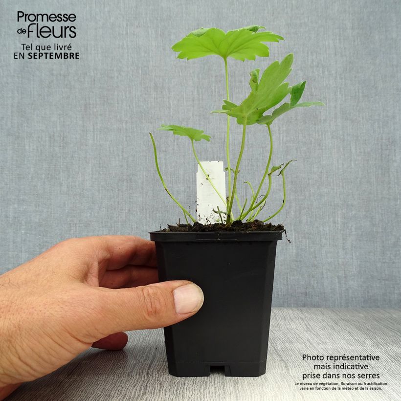 Esemplare di Delphinium Pacific-hybrid Magic Fountain Sky Blue-White Bee - Speronella Vasetto da 8/9 cm come consegnato in autunno