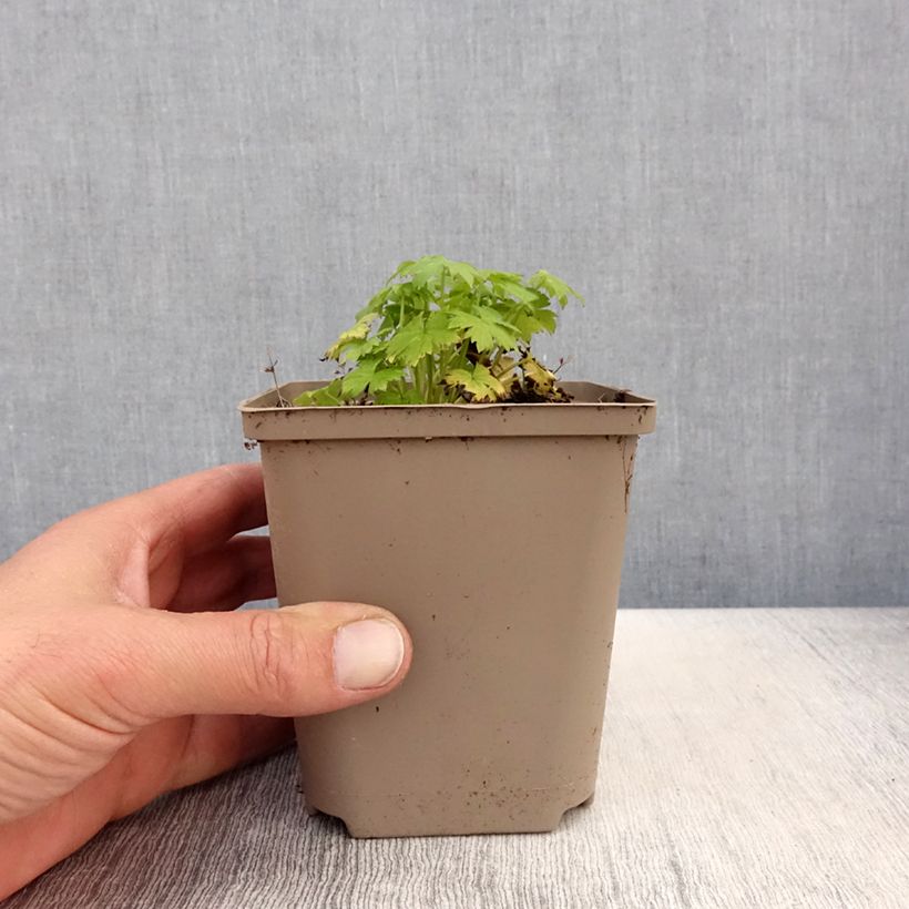 Delphinium Finsteraarhorn - Speronella Vasetto da 8/9 cm esemplare consegnato in primavera