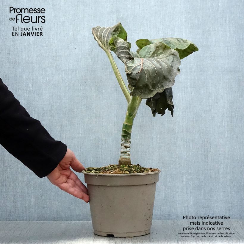 Dendroseris litoralis Vaso da 4L/5L esemplare consegnato in inverno