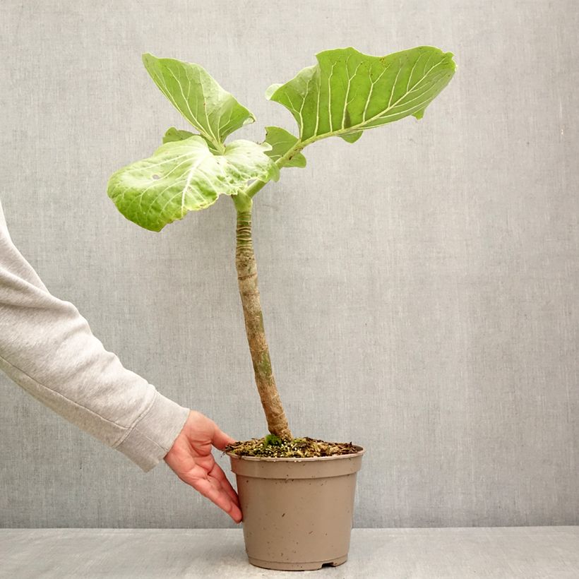 Dendroseris litoralis Vaso da 4L/5L esemplare consegnato in primavera