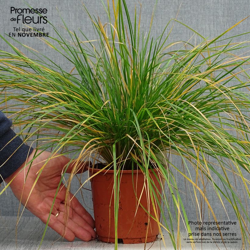 Esemplare di Deschampsia caespitosa Bronzeschleier Vaso da 2L/3L come consegnato in autunno