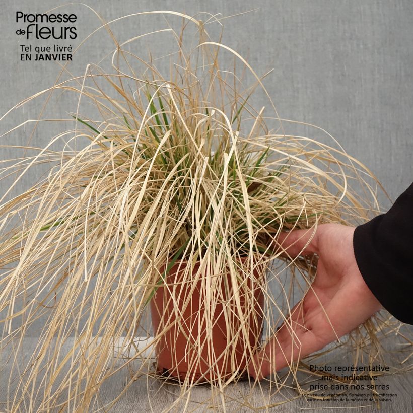 Deschampsia caespitosa Bronzeschleier Vaso da 2L/3L esemplare consegnato in inverno