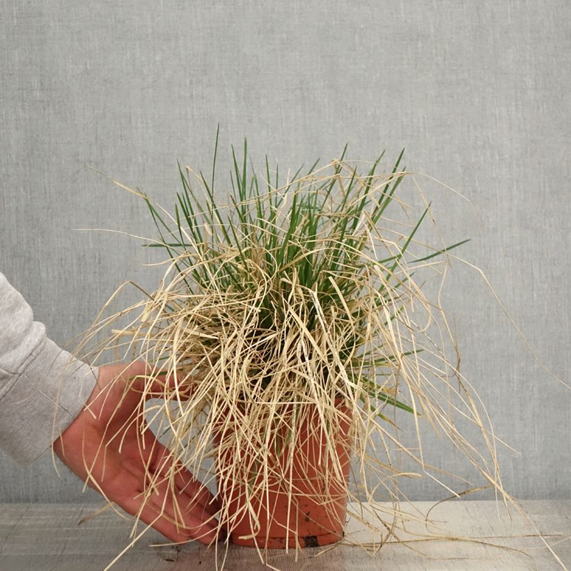 Deschampsia caespitosa Bronzeschleier Vaso da 2L/3L esemplare consegnato in primavera