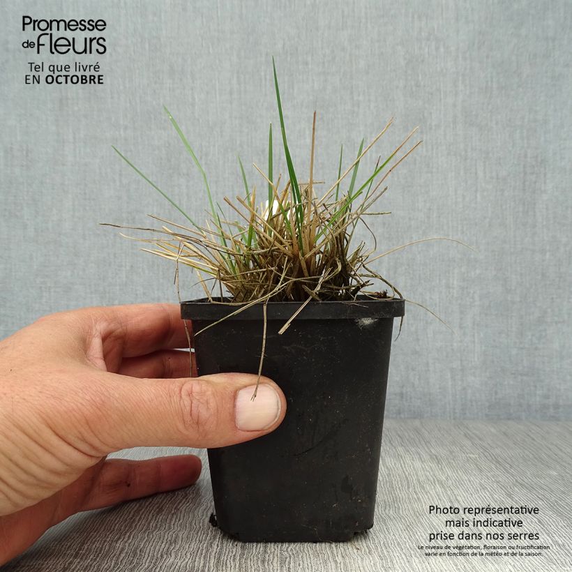 Esemplare di Deschampsia caespitosa Bronzeschleier Vasetto da 8/9 cm come consegnato in autunno