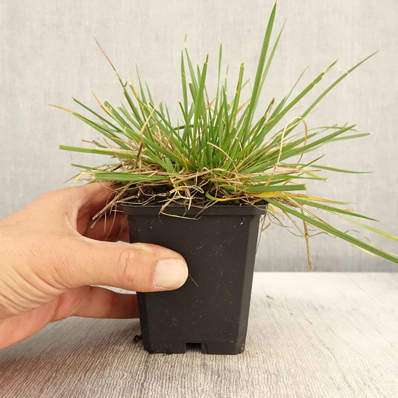 Esemplare di Deschampsia caespitosa Goldschleier Vasetto da 8/9 cm come consegnato in autunno