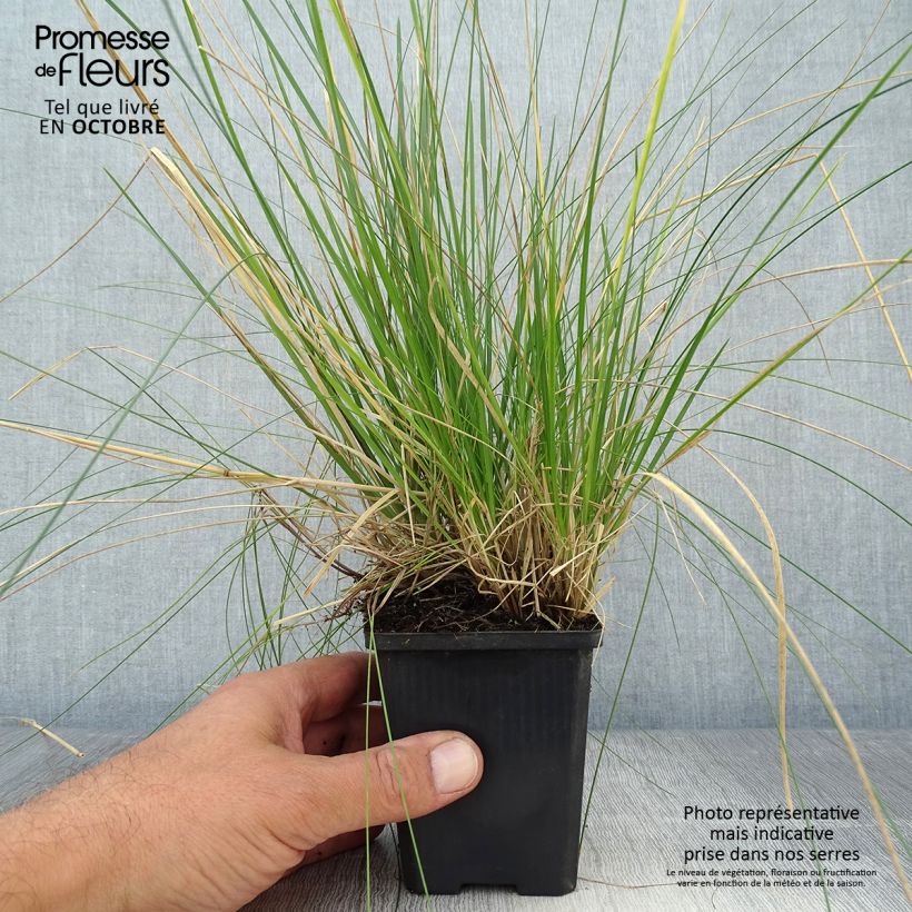Esemplare di Deschampsia caespitosa Goldtau Vasetto da 8/9 cm come consegnato in autunno