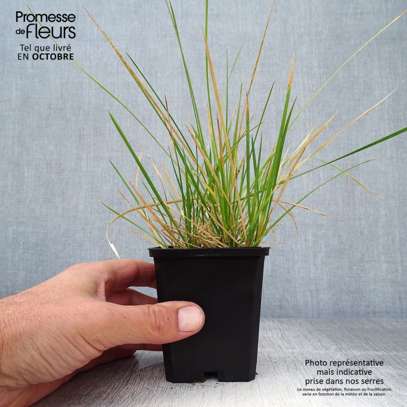 Esemplare di Deschampsia caespitosa Palava Vasetto da 8/9 cm come consegnato in autunno