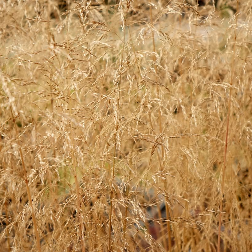 Deschampsia caespitosa Palava (Fogliame)