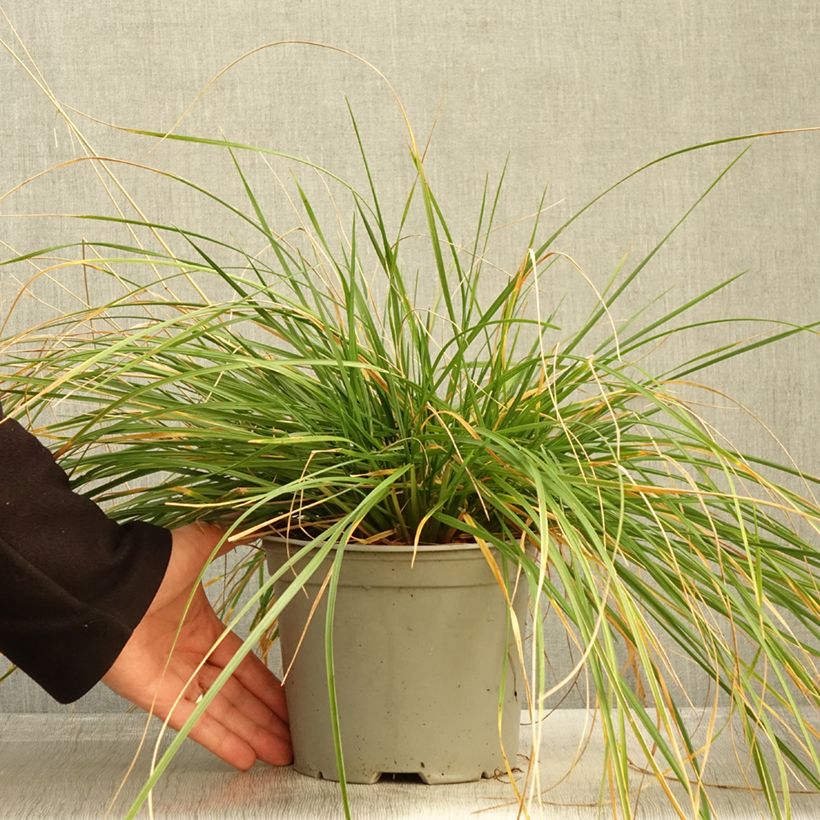 Esemplare di Deschampsia caespitosa Palava Vaso da 3L/4L come consegnato in autunno